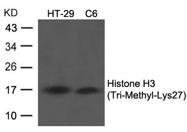 Histone H3 (Tri-Methyl-Lys27) Antibody