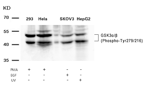 GSK3α/β(Phospho-Tyr279/216) Antibody
