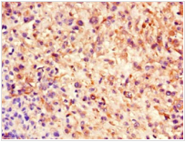 Nestin Monoclonal Antibody