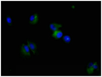 Nestin Monoclonal Antibody