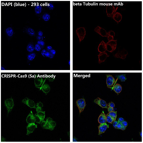 CRISPR-Cas9 SA Rabbit mAb