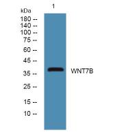 WNT7B Polyclonal Antibody