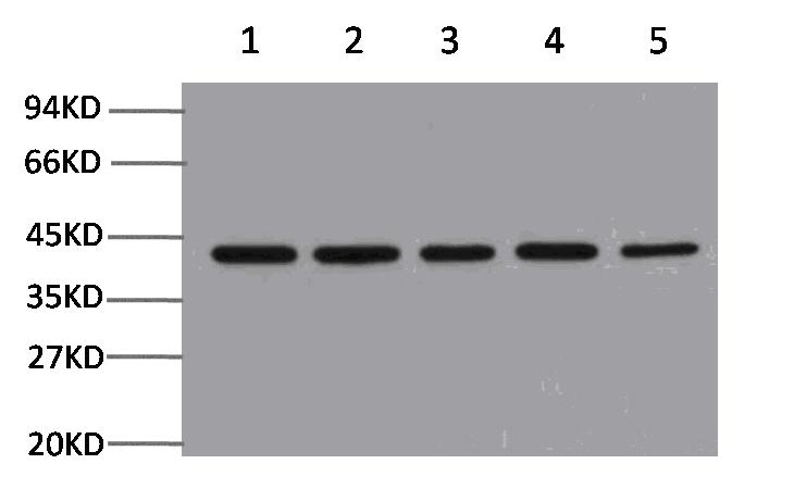 β-actin mouse monoclonal antibody #21800