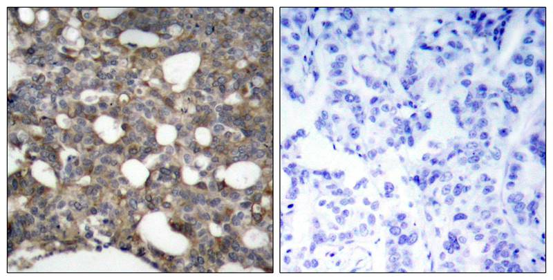 Connexin 43 Ab 368 Antibody SAB Signalway Antibody