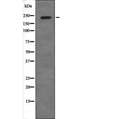 53BP1 Phospho Ser29 Antibody SAB Signalway Antibody