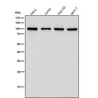 Thrombopoietin Receptor Rabbit mAb
