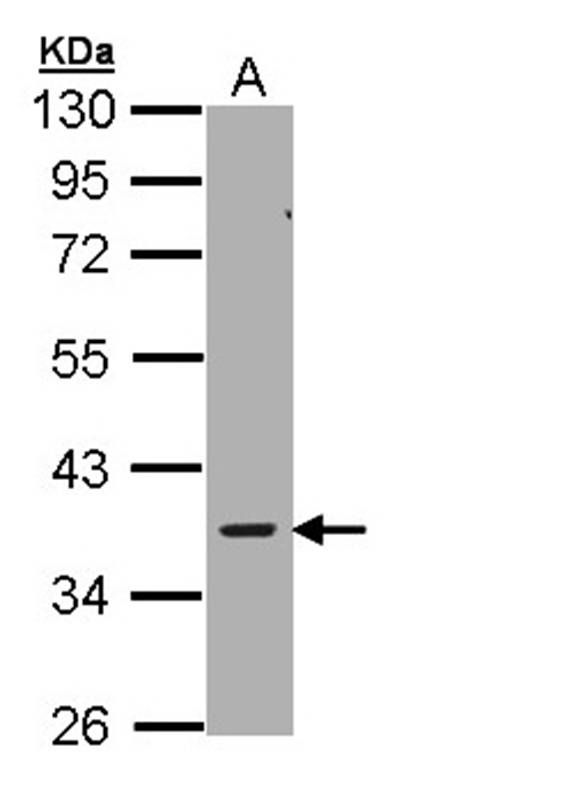 AMPK gamma-2 antibody