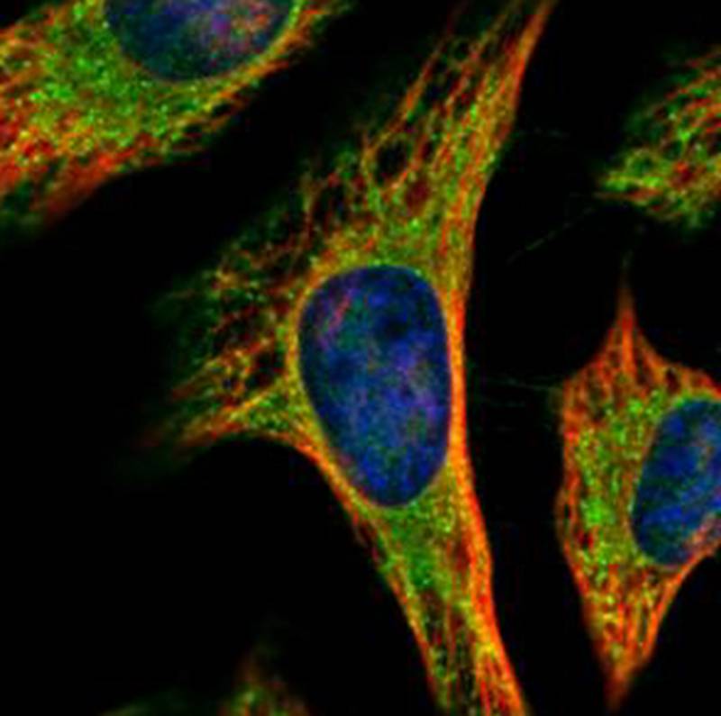 PEX19 antibody
