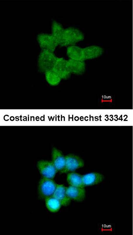 CLCA1 antibody