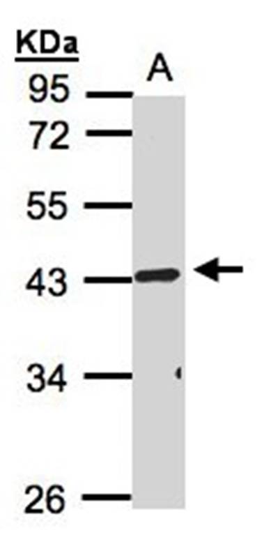 TNFRSF19L antibody