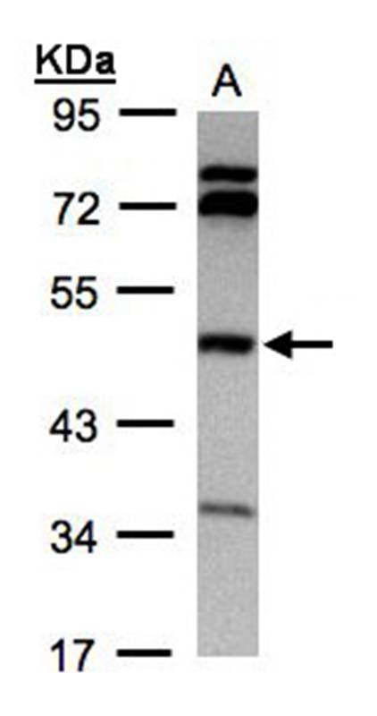 BHMT antibody - SAB | Signalway Antibody