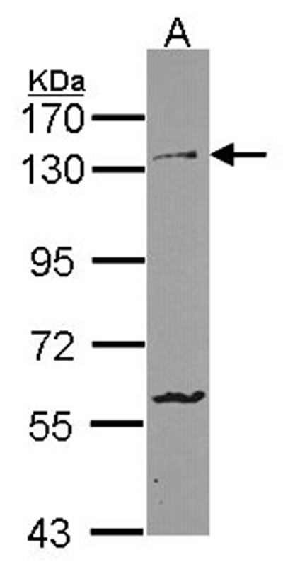 Protocadherin-1 antibody