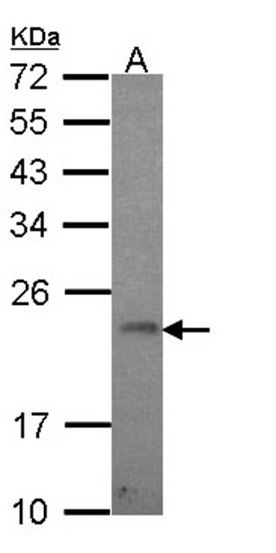 GADD 45 gamma antibody