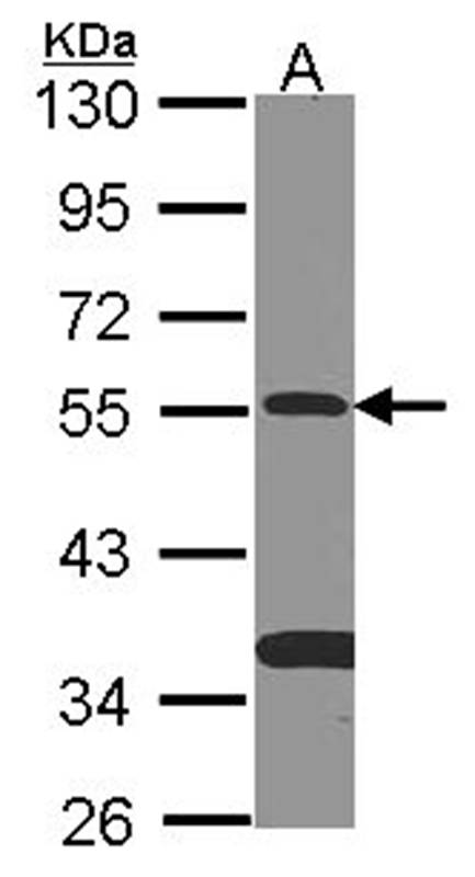 SMAD9 antibody