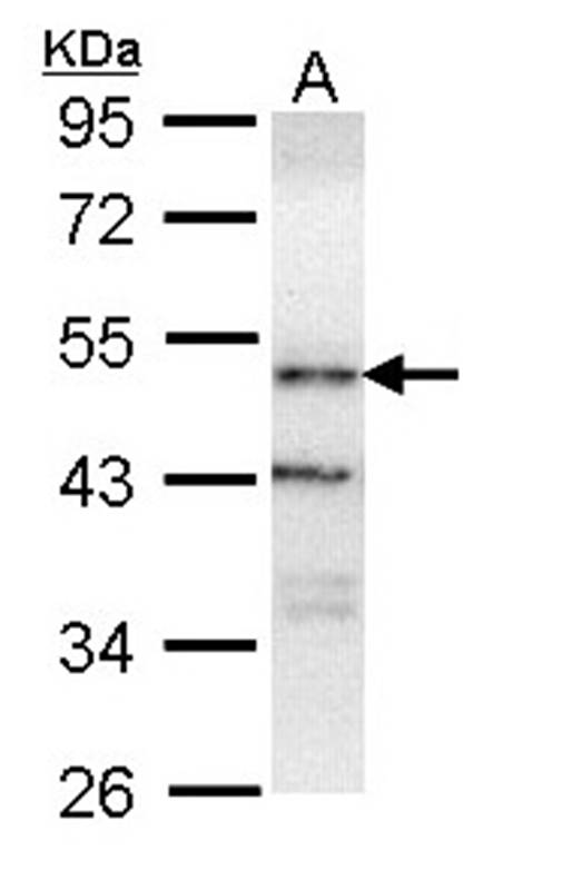 ORP-1 antibody