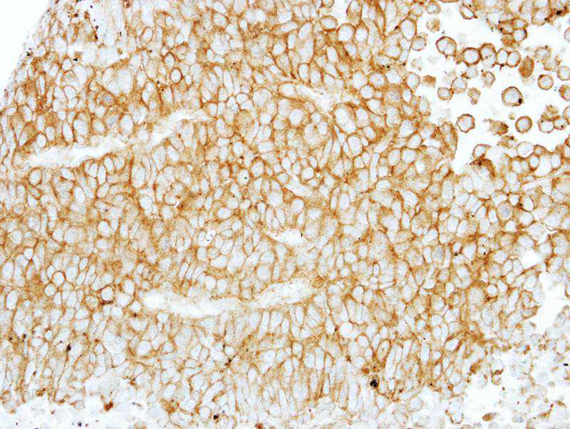 EMR1 antibody