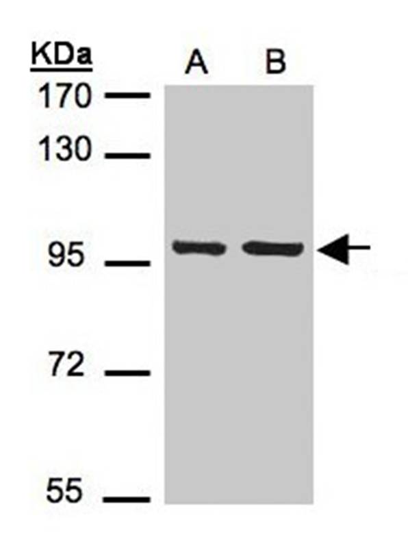 EMR1 antibody