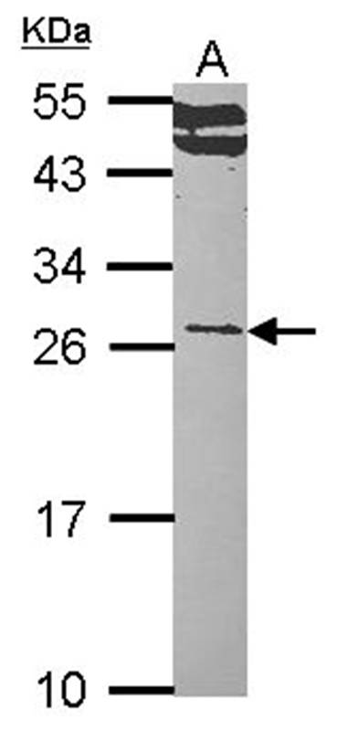 RALA antibody