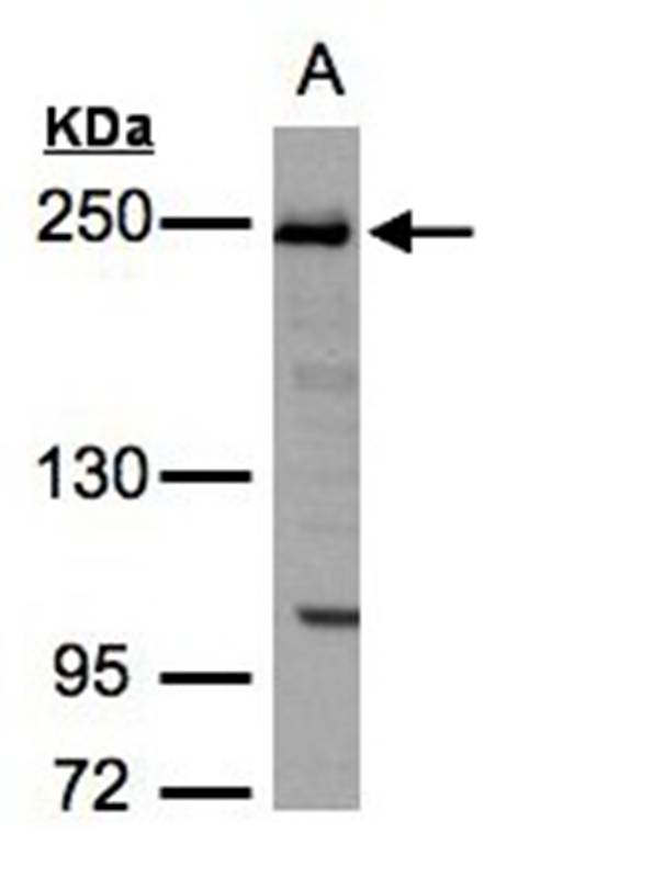 ZO-1 antibody