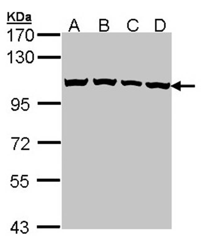 CSE1L antibody