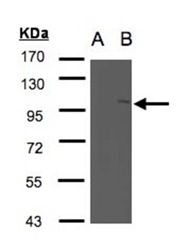FAN antibody