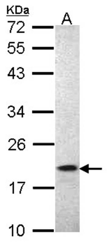 AIF1 antibody