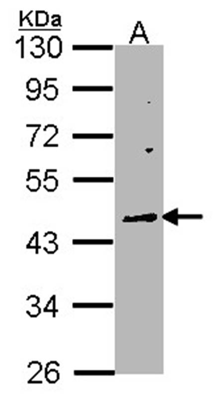 WNT10A antibody