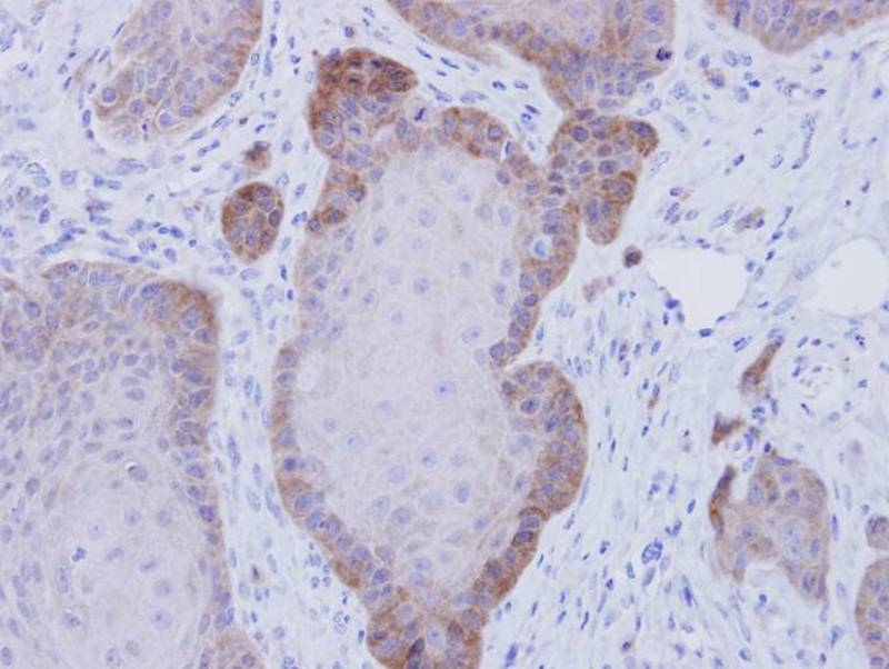 FKBP52 antibody