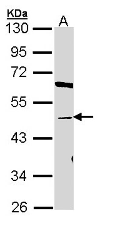 BAT antibody