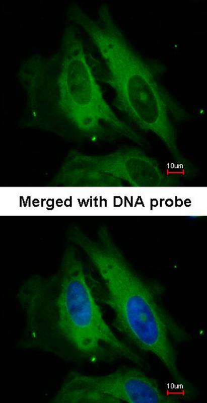 Nod1 antibody