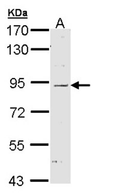 Nod1 antibody