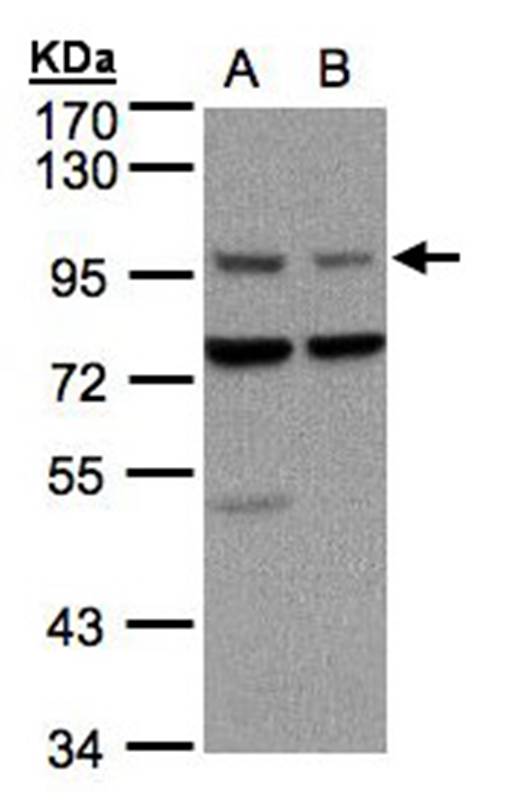 Axin 1 antibody