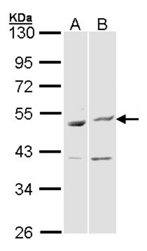 BAG5 antibody