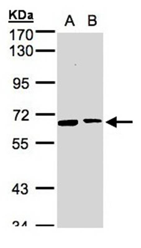 SENP2 antibody