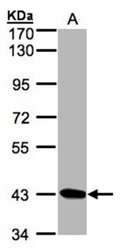 DRAK1 antibody