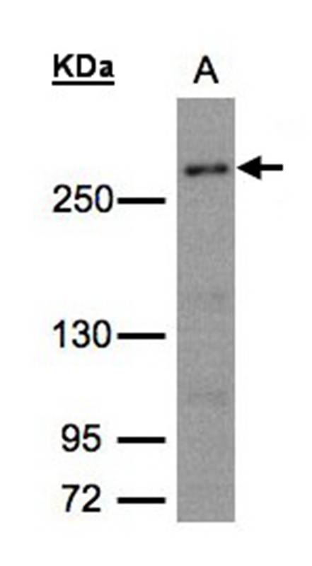 CAD antibody