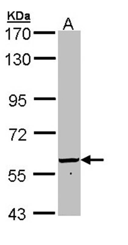 FTCD antibody - SAB | Signalway Antibody