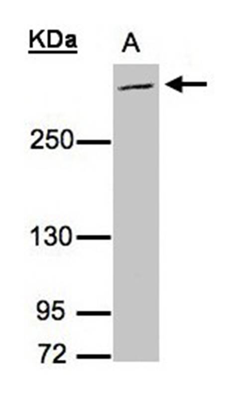 MUC2 antibody