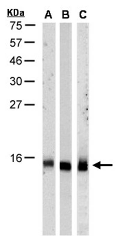 RPA 14 kDa subunit antibody