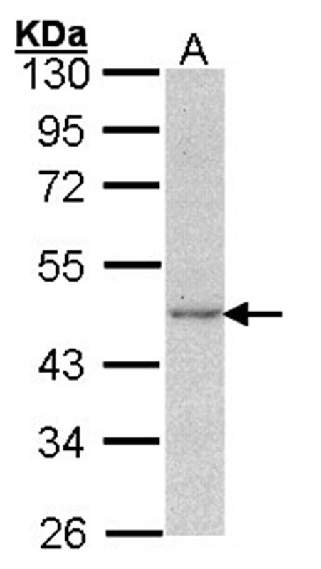 Actin antibody