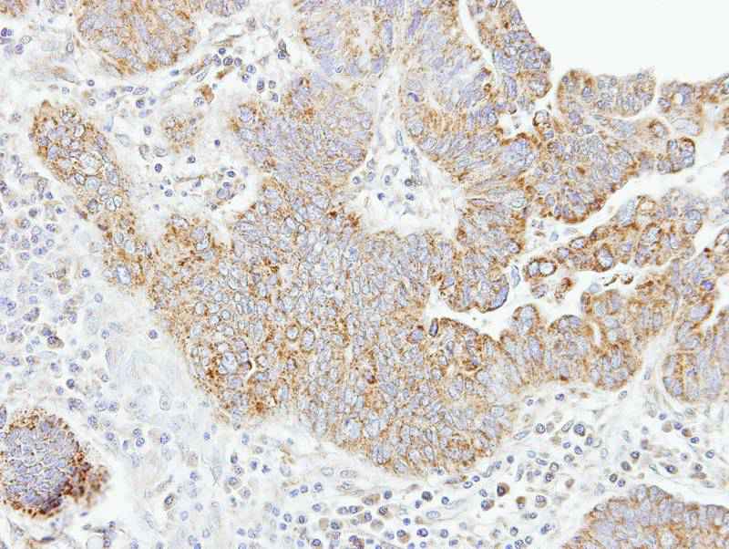 caspase-8 antibody