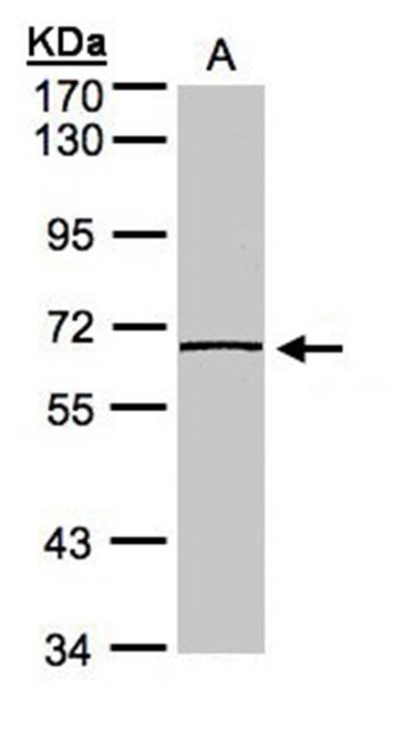 caspase-8 antibody