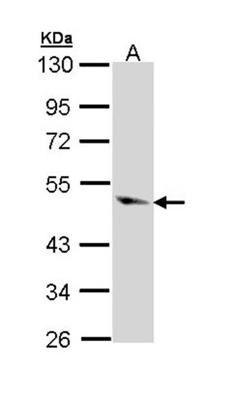 Caspase 9 antibody