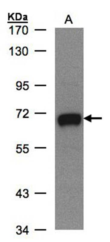 GALNT2 antibody - SAB | Signalway Antibody