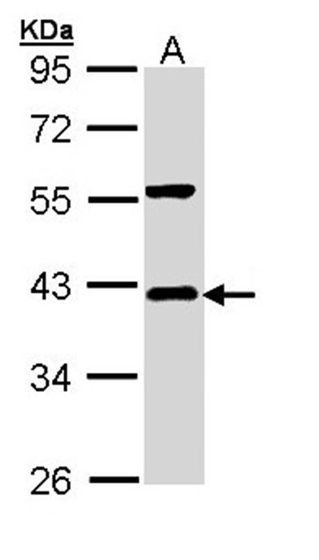 I kappa B-alpha antibody