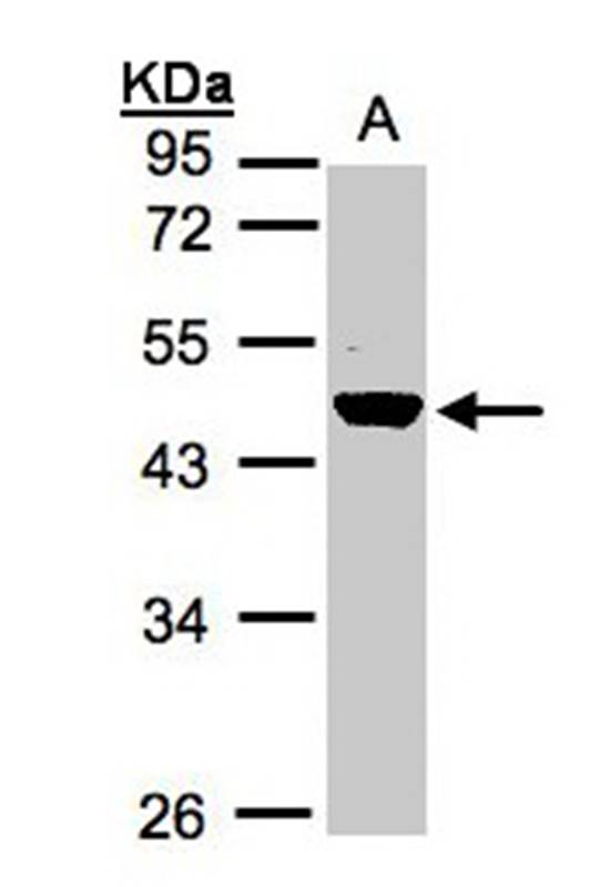 Renin in preproprotein antibody - SAB | Signalway Antibody