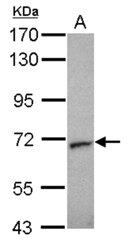 Unc18-2 antibody