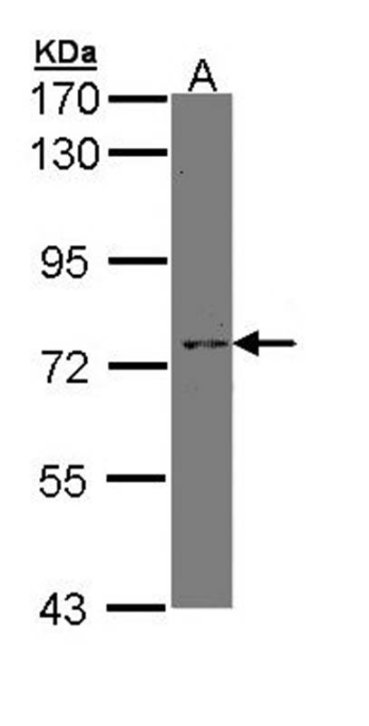 XPNPEP2 antibody