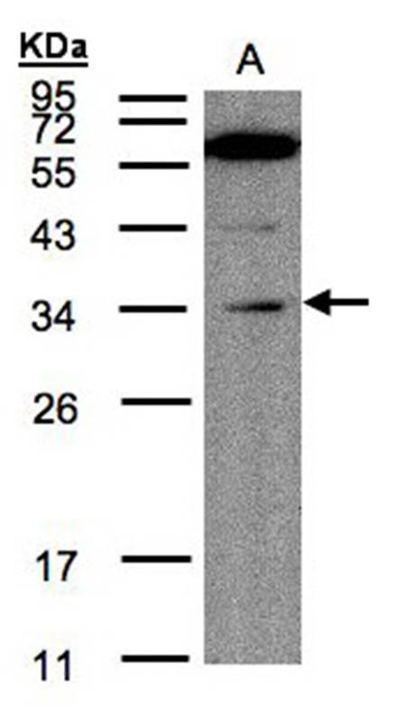 Malectin antibody - SAB | Signalway Antibody