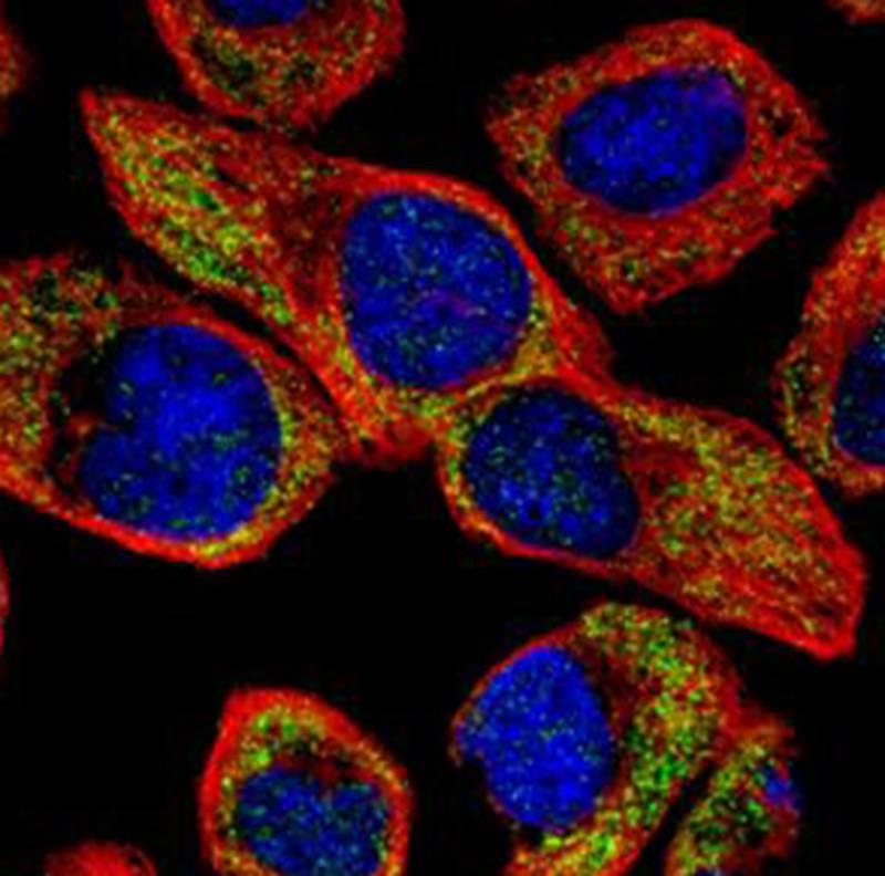 NCS-1 antibody